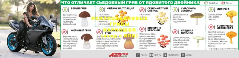 Псилоцибиновые грибы Psilocybe  где найти наркотики  Ульяновск 